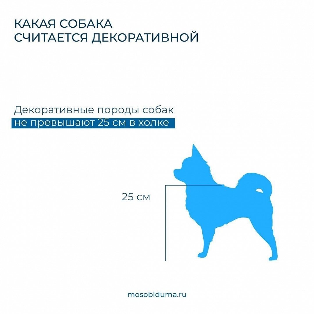 Мособлдума уточнила правила выгула домашних животных | 31.05.2023 |  Воскресенск - БезФормата